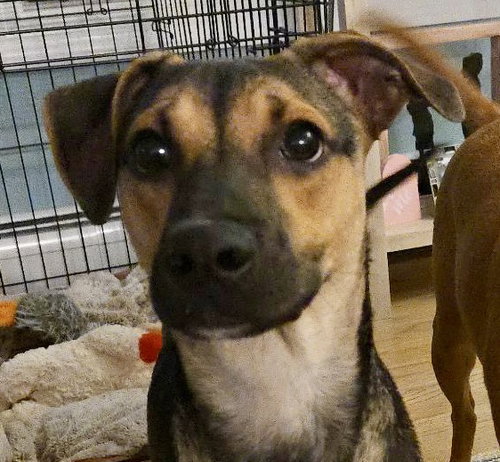 picture of the dog needing adoption