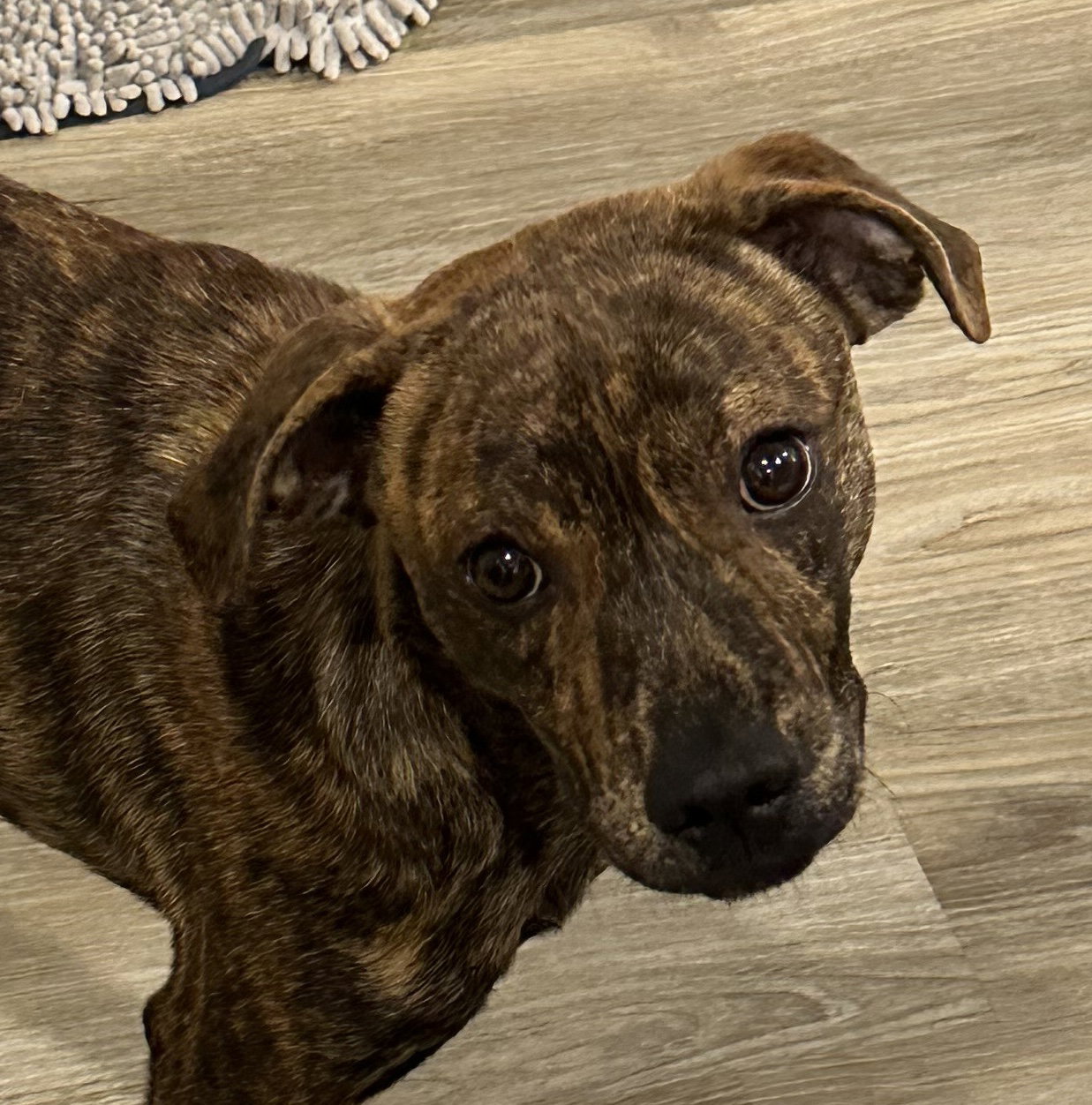 Gus