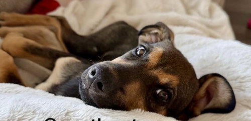 picture of the dog needing adoption