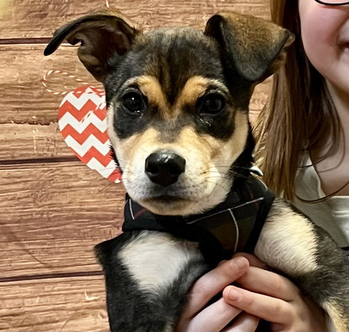 picture of the dog needing adoption
