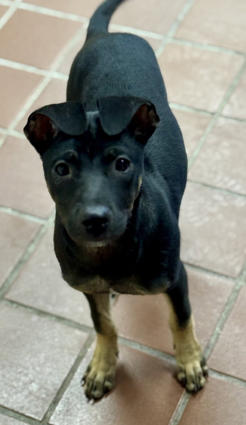 animal-image