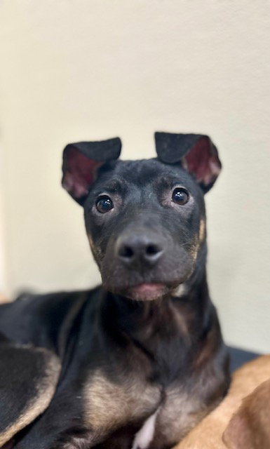 picture of the dog needing adoption