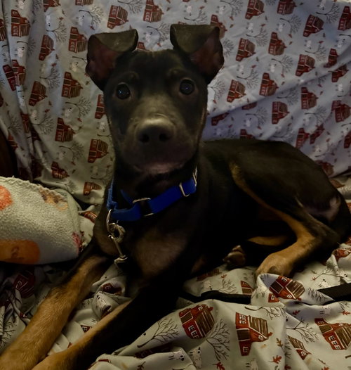 Mya, an adoptable Shepherd in Jefferson, NJ