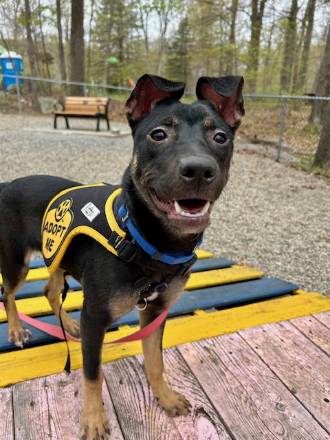 Mya, an adoptable Shepherd in Jefferson, NJ