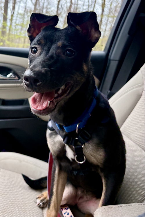 Mya, an adoptable Shepherd in Jefferson, NJ