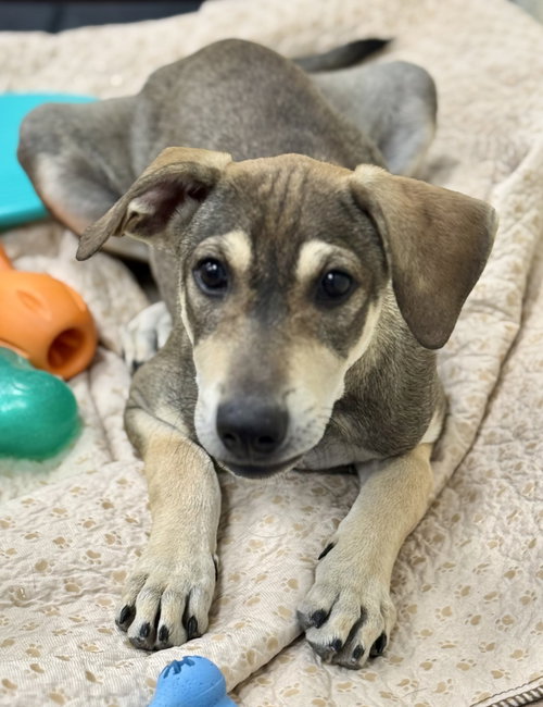 picture of the dog needing adoption