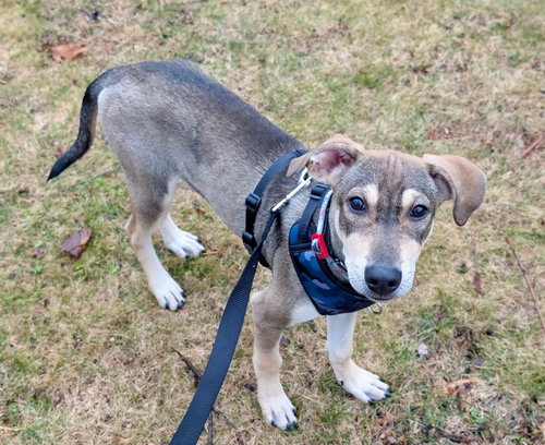 Kany, an adoptable Hound in Jefferson, NJ