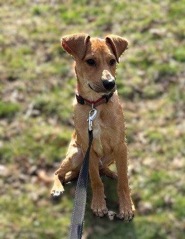 Jack, an adoptable Jack Russell Terrier in Jefferson, NJ