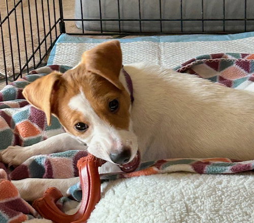Megan, an adoptable Jack Russell Terrier in Jefferson, NJ