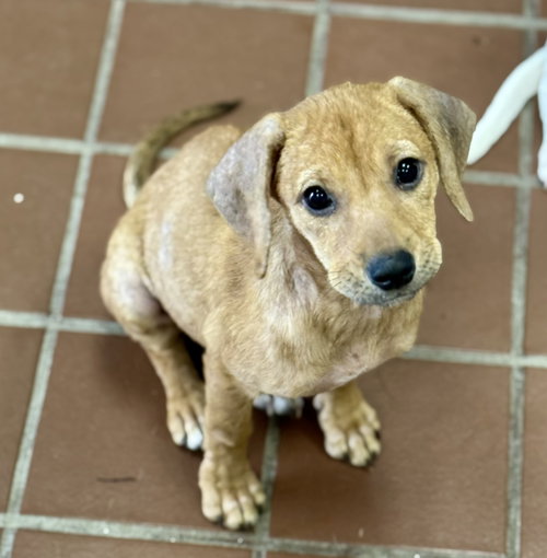picture of the dog needing adoption