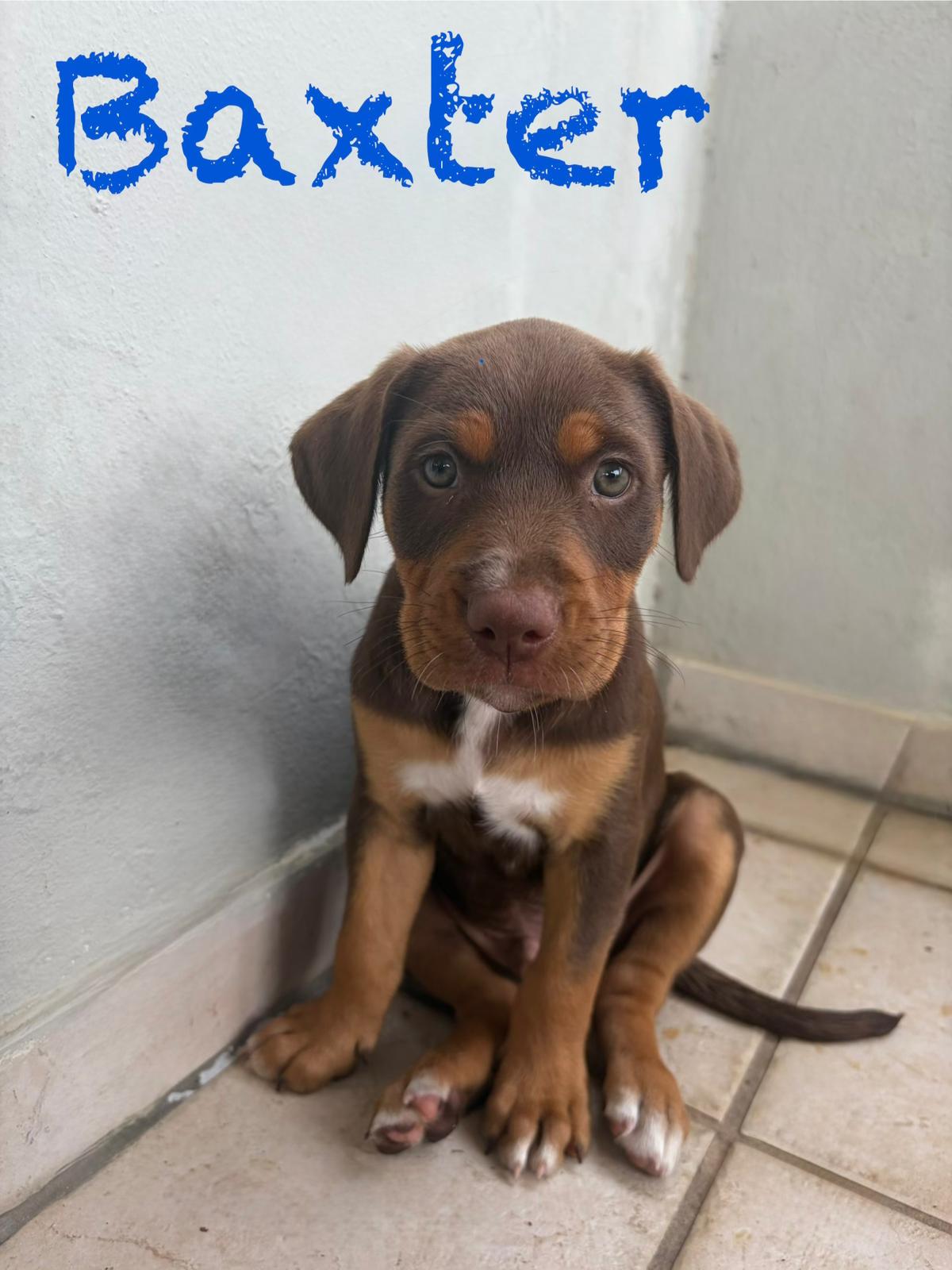 Baxter
