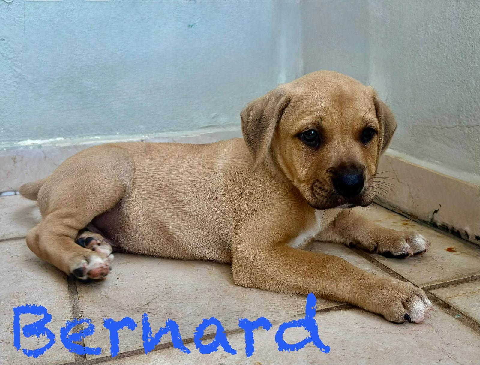 Bernard