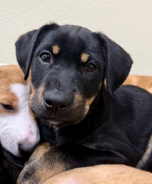 Beatrice, an adoptable Labrador Retriever in Jefferson, NJ