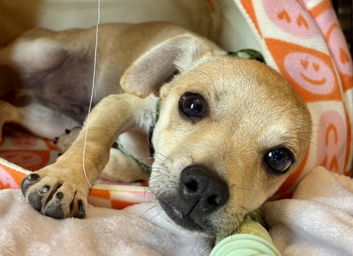 Maui, an adoptable Chihuahua in Jefferson, NJ