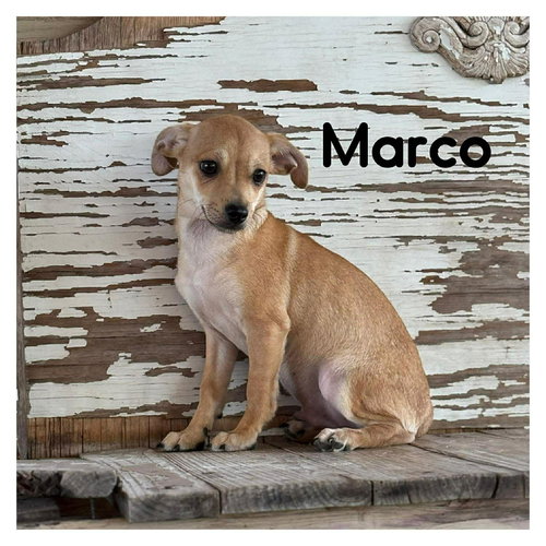 Marco, an adoptable Chihuahua in Jefferson, NJ