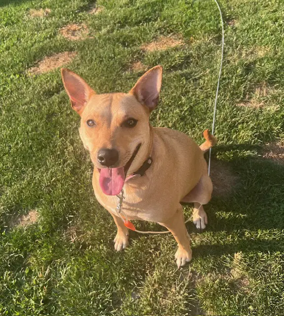 Sadie image 2