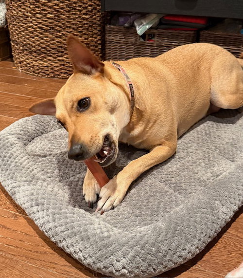 Sadie photo 5