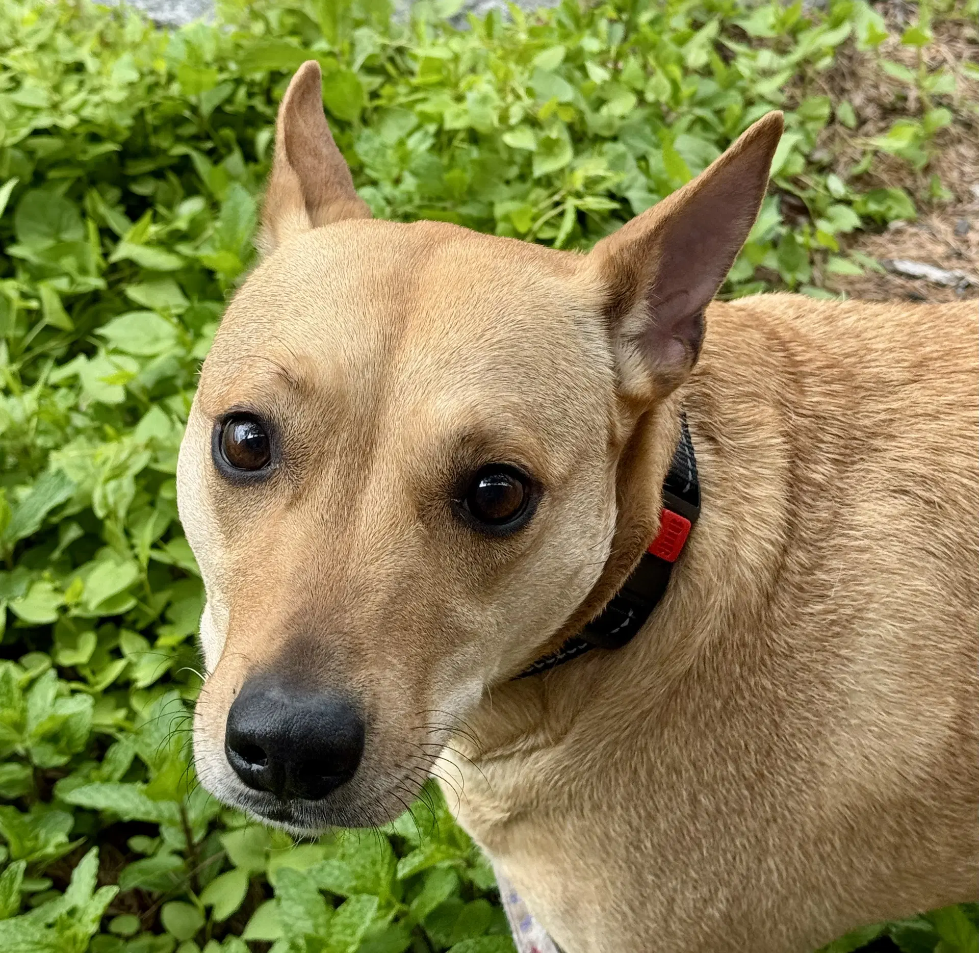 Sadie - Sato