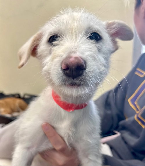 Mimi, an adoptable Wirehaired Fox Terrier in Jefferson, NJ