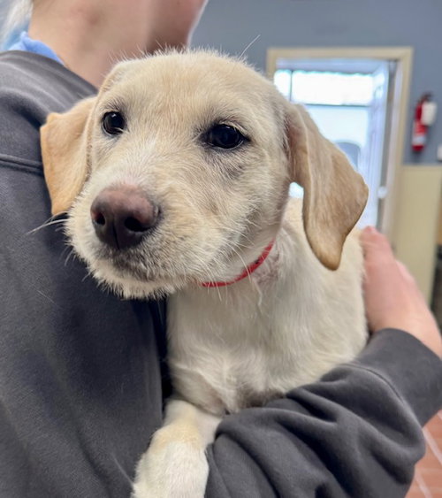 Bella, an adoptable Wirehaired Fox Terrier in Jefferson, NJ