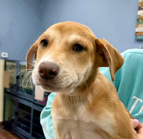 Zoe, an adoptable Labrador Retriever in Jefferson, NJ