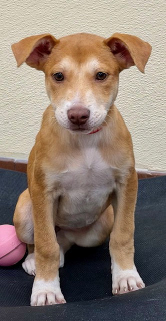 Nala, an adoptable Labrador Retriever in Jefferson, NJ