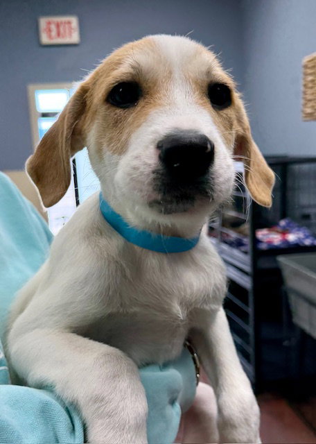 Leo, an adoptable Wirehaired Fox Terrier in Jefferson, NJ