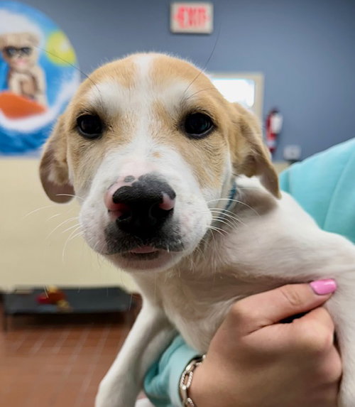 Thor, an adoptable Labrador Retriever in Jefferson, NJ