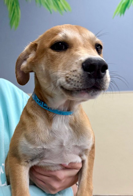 Jake, an adoptable Labrador Retriever in Jefferson, NJ