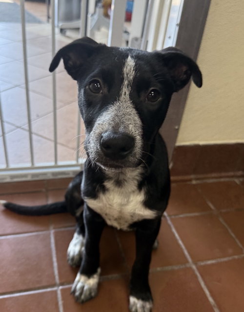 Macy, an adoptable Pointer in Jefferson, NJ