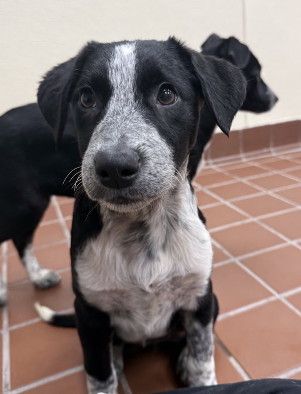 Mika