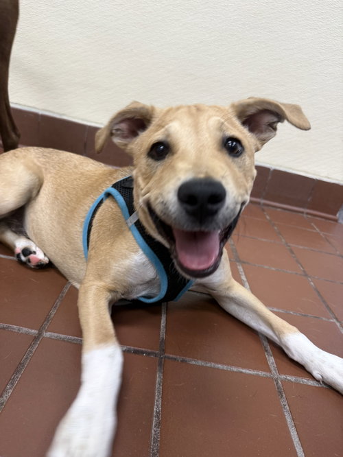 Henry, an adoptable Labrador Retriever in Jefferson, NJ