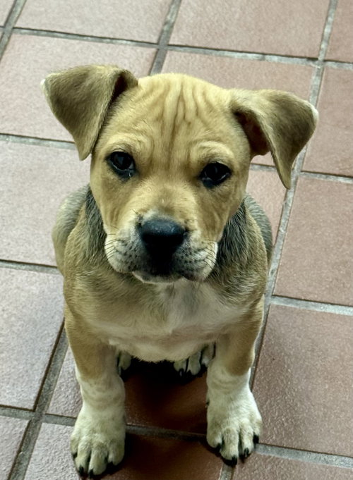 Hazel, an adoptable Labrador Retriever in Jefferson, NJ