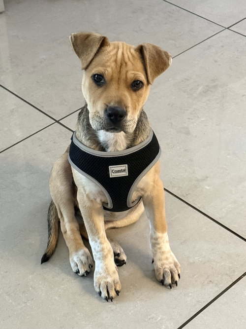 Hazel, an adoptable Labrador Retriever in Jefferson, NJ
