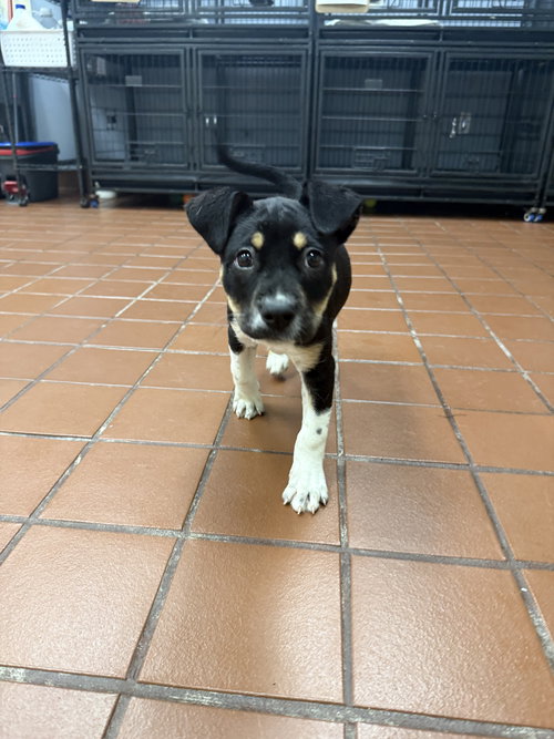 Harriet, an adoptable Labrador Retriever in Jefferson, NJ