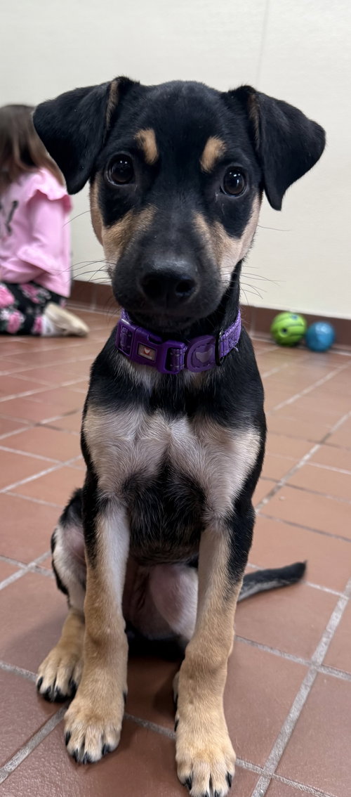 Violet, an adoptable Shepherd in Jefferson, NJ