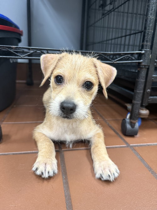 Charlie, an adoptable Terrier in Jefferson, NJ