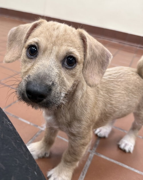 Oscar, an adoptable Terrier in Jefferson, NJ