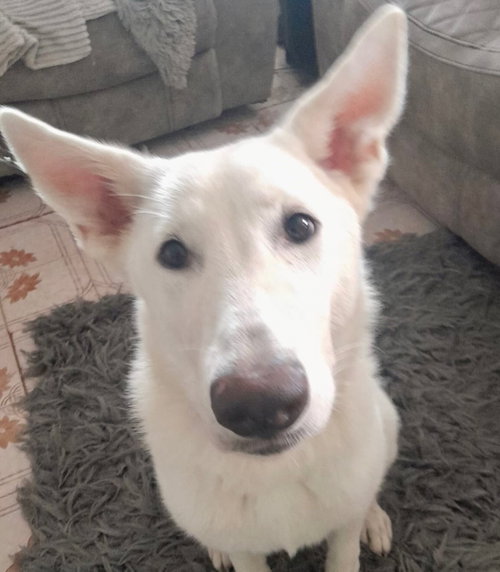 Luna, an adoptable Shepherd in Jefferson, NJ