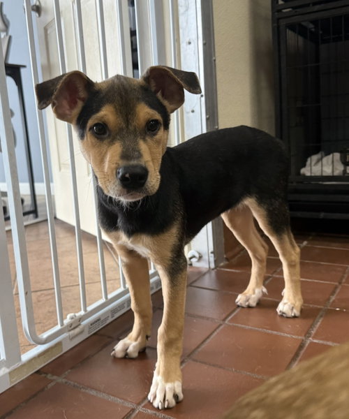 Ossi, an adoptable Shepherd in Jefferson, NJ