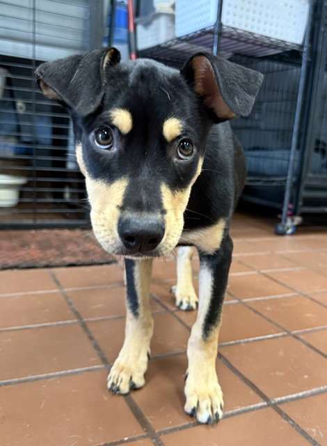 Cano, an adoptable Shepherd in Jefferson, NJ