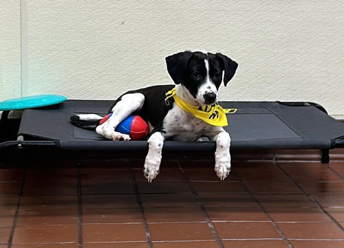 Panda, an adoptable Labrador Retriever in Jefferson, NJ