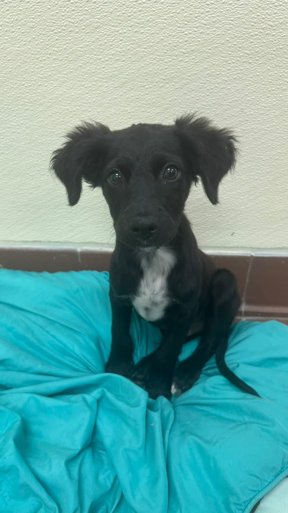 Pepper