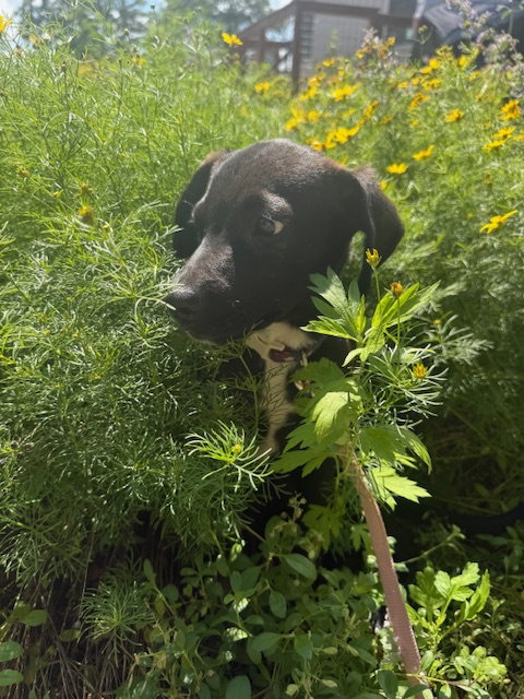 Oreo, an adoptable Labrador Retriever in Jefferson, NJ
