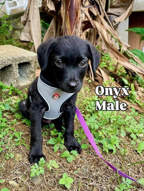 Onyx