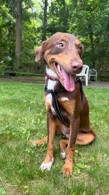 Mocha