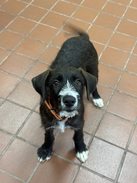Frankie