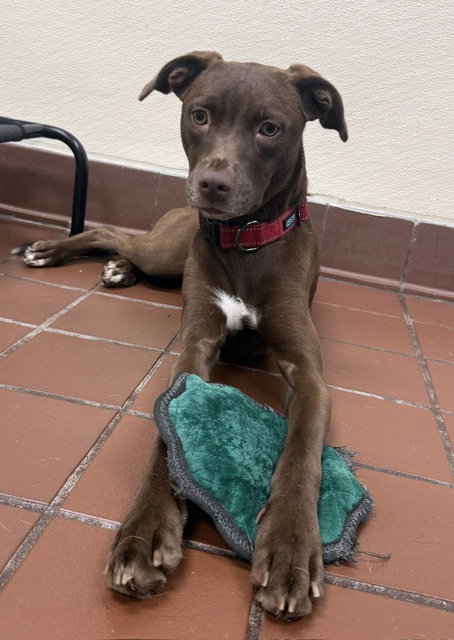 Polly, an adoptable Labrador Retriever in Jefferson, NJ
