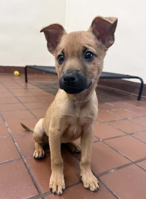 Willow, an adoptable Shepherd in Jefferson, NJ
