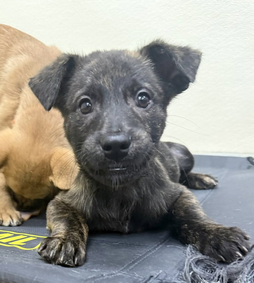 Cedar, an adoptable Shepherd in Jefferson, NJ